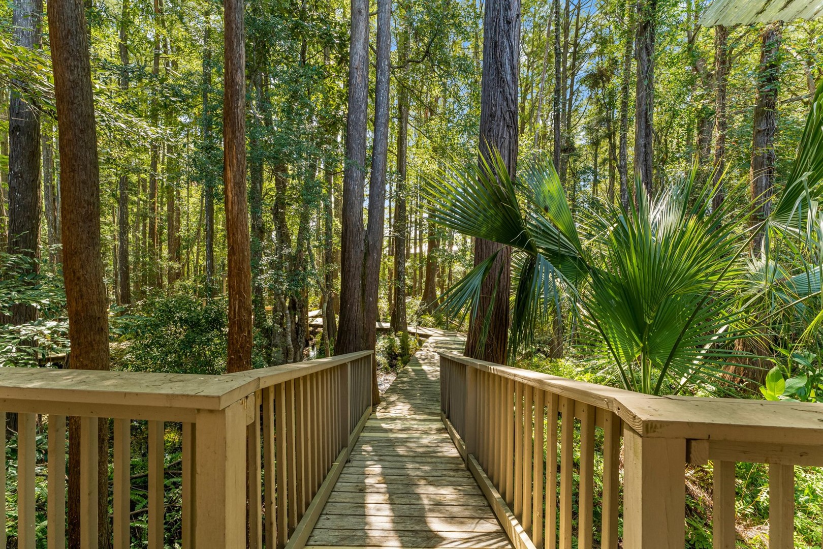 Cassine Gardens 186 - Cypress Sanctuary 5